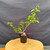 Full front view of an imported Kumayanagi pre-bonsai in a black 4 inch training pot, showing a compact textured base, a long sweeping trunk line rising to the right, smaller branching to the left, and bright green oval leaves spaced along the branches