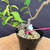Close-up of the Kumayanagi pre-bonsai lower trunk and base, showing rough aged bark, a curved trunk section, exposed surface roots, coarse bonsai soil, a pink nursery tie, and young green leaves emerging near the lower branches