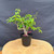 Full front view of an imported Kumayanagi pre-bonsai in a black 4 inch training pot, showing a short rugged trunk, wide branching canopy, fresh green oval leaves, and a right-side branch extending outward from the main foliage mass