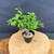 Overhead full-tree view of the imported Kumayanagi pre-bonsai, showing a compact textured trunk, broad leafy canopy, multiple branch directions, black training pot, and coarse bonsai soil on a wooden display table