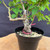 Close-up of the Kumayanagi pre-bonsai trunk and lower branches, showing rough aged bark, a thick upright base, cut branch points, coarse bonsai soil, a pink nursery tie, and green leaves surrounding the trunk