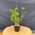 Full front view of an imported Kumayanagi pre-bonsai in a black 4 inch training pot, showing several upright stems rising from a textured base, bright green oval leaves, and a narrow 10 inch spread