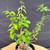 Close-up of the upper section of the Kumayanagi pre-bonsai, showing tall slender shoots, fresh green oval leaves with visible veins, and multiple branch lines rising from the pot