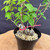 Close-up of the Kumayanagi pre-bonsai lower base, showing several rough textured trunk sections, coarse bonsai soil, pink nursery ties, metal securing wires, and green leaves growing above the base