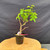 Full front view of an imported Kumayanagi pre-bonsai in a black 4 inch training pot, showing an upright trunk, textured lower base, compact green canopy near the top, and a short bare branch extending to the right