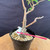 Close-up of the Kumayanagi pre-bonsai lower trunk, showing rough bark at the base, two upright stems, a short pruned side branch, coarse bonsai soil, a white plant tag, and a pink nursery tie around the trunk