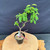 Overhead full-tree view of the imported Kumayanagi pre-bonsai, showing a narrow upright form, leafy canopy leaning slightly to one side, textured lower trunk, black training pot, and coarse bonsai soil on a wooden display table