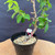 Close-up of the Kumayanagi pre-bonsai lower trunk and pot, showing rough bark texture at the base, a curved trunk line, coarse bonsai soil, metal securing wire, a white plant tag, and a pink nursery tie