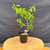 Full front view of an imported Kumayanagi pre-bonsai in a black 4 inch training pot, showing a curved trunk rising from a textured base, bright green foliage near the top, smaller side branches, and a compact 9 inch spread