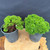 Overhead view of two Japanese Dwarf Cedar pre-bonsai in nursery pots, showing the difference between a styled demonstration tree with visible branching and an unstyled tree with a full rounded canopy