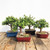 Finished Jade bonsai trees displayed in blue, red, and black ceramic bonsai pots on a rustic wooden table. The trees show different trunk shapes, rounded canopies, and planted surfaces with bonsai soil, representing examples of completed trees students may create during the beginner bonsai workshop.