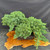 Overhead full-tree view of the mature Juniper Procumbens Nana pre-bonsai showing the wide canopy, dense green foliage pads, rectangular mica training pot, and long right-side branch extending beyond the pot