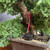 Close-up of the Gerald Rainville grown Juniper Procumbens Nana showing the aged trunk, dense surrounding foliage, visible branch structure, coarse bonsai soil, and 12.5 inch mica training pot