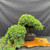Mature Juniper Procumbens Nana pre-bonsai with a heavy central trunk, mica pot