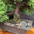 Close-up of the lower trunk and root area of the Juniper Procumbens Nana pre-bonsai showing rough aged bark, surface roots, coarse bonsai soil, mica training pot, and dense green foliage surrounding the trunk