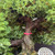 Close-up of the Juniper Procumbens Nana trunk showing a massive aged base with rugged bark, dark crevices, branch junctions, dense surrounding foliage, and a pink nursery tie around the trunk