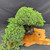 Top-down full view of the mature Juniper Procumbens Nana pre-bonsai showing the wide 26 inch spread, dense foliage canopy, heavy trunk emerging from the pot, and rectangular mica training pot on a wooden display slab
