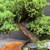 Close-up of the mature Juniper Procumbens Nana trunk showing aged bark texture, reddish-brown exposed trunk color, dense surrounding foliage, and the sweeping angle of the unstyled tree