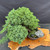 Overhead full-tree view of the mature Juniper Procumbens Nana pre-bonsai showing the broad dense canopy, sweeping leftward growth, angled trunk, round mica training pot, and temporary gray support rock in the pot
