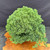 Overhead full-tree view of the mature Juniper Procumbens Nana pre-bonsai showing a dense rounded foliage canopy, compact 19 inch spread, right-side branch extension, and rectangular mica training pot on a wooden display slab