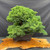 Full front view of a mature Juniper Procumbens Nana pre-bonsai in a 12.5 inch mica training pot, showing a dense rounded canopy, layered green foliage, mature trunk partly visible inside the foliage, and compact 19 inch spread