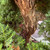 Close-up of the mature Juniper Procumbens Nana trunk showing rugged peeling bark, reddish brown wood tones, mature branch junctions, and dense surrounding green juniper foliage