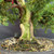 Close-up of the Kishu Shimpaku trunk base showing pale deadwood, green moss on the live vein, aged bark edges, surface roots, coarse bonsai soil, and compact juniper foliage surrounding the trunk