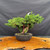 Mature Kishu Shimpaku juniper pre-bonsai with a powerful trunk, 9.5 inch mica pot