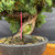 Close-up of the Kishu Shimpaku Juniper trunk showing aged bark, pale deadwood, mossy live vein, branch junctions, compact foliage, and the pink nursery tie near the trunk