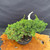 Overhead full-tree view of the mature Kishu Shimpaku pre-bonsai showing compact green foliage, visible pale deadwood rising above the canopy, 9.5 inch mica training pot, and coarse bonsai soil on a wooden display slab