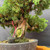 Close-up of the Kishu Shimpaku Juniper trunk base showing pale deadwood, aged bark, moss on the live vein, coarse bonsai soil, a fertilizer basket, and compact green foliage above the trunk