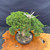 Overhead full-tree view of the mature Kishu Shimpaku pre-bonsai showing compact 16 inch spread, dense green foliage, prominent pale deadwood above the canopy, and round mica training pot on a wooden display slab