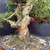 Close-up of the Kishu Shimpaku trunk base showing aged bark, pale deadwood, reddish live wood, surface roots, coarse bonsai soil, and the heavy 2.75 inch trunk rising from the mica pot