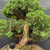 Detailed canopy and trunk view of the Kishu Shimpaku Juniper showing dense compact foliage, many pale juniper berries, mature trunk texture, and branching emerging from behind the foliage.