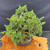 Overhead view of the Kishu Shimpaku Juniper pre-bonsai showing dense branching, compact foliage, pale juniper berries, partially visible trunk, and mica pot with bonsai soil.