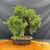Mature Kishu Shimpaku Juniper pre-bonsai in an 11.5 inch mica pot with a twisting trunk, dense green foliage, visible juniper berries, exposed live vein, and natural deadwood.