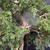 Detailed interior view of the Kishu Shimpaku Juniper showing twisting aged trunk movement, deadwood, branching, compact green foliage, and clusters of pale juniper berries.