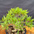 Overhead view of the Willow Leaf Ficus bonsai canopy, showing fresh narrow green foliage, branching structure, coarse bonsai soil, and the glazed Yixing pot below