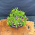 Top view of the Willow Leaf Ficus bonsai on a wooden display table, showing the full compact canopy, narrow tropical leaves, rounded pot shape, and exact tree for sale