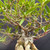 Close-up of Willow Leaf Ficus branching and foliage, showing textured gray-brown branches, narrow green leaves, and the upper trunk structure above the exposed root base