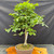 Tall Korean Hornbeam bonsai shown from the front in a 12 inch unglazed ceramic pot, with a straight gray trunk, exposed surface roots, and a full canopy of bright green serrated leaves.