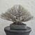 Ficus Fusion Bonsai Tree