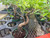 Close-up of Tiger Bark Ficus trunk movement and bark texture for the Jesús Brito tropical bonsai workshop