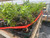 Tiger Bark Ficus bonsai material arranged on a greenhouse bench for the Jesús Brito Ficus Fusion workshop