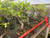 Tiger Bark Ficus trees with mature trunks and dense foliage selected for a hands-on ficus fusion bonsai workshop