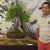Jesus Brito standing next to a tropical  bonsai tree