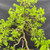 Close-up of the upper Hackberry bonsai canopy showing fine branching, bright green leaves, and the open structure that gives the tree a soft, graceful deciduous appearance.