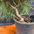 Close-up of the Japanese Black Pine pre-bonsai trunk base in the grow pot, showing rough developing bark, moss at the soil line, long pine needles, and the lower structure of the tree.