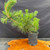 Japanese Black Pine pre-bonsai shown from the front in a black grow pot, with long bright green needles, strong upright candles, wide branching, and a developing trunk base visible near the pot rim.