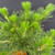 Close-up of healthy Japanese Black Pine candles and bright green needles, showing vigorous new growth and dense needle clusters suitable for future bonsai development.